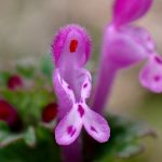 ホトケノザ の高画質写真です。横浜市で、2025年2月20日に撮影したものです。