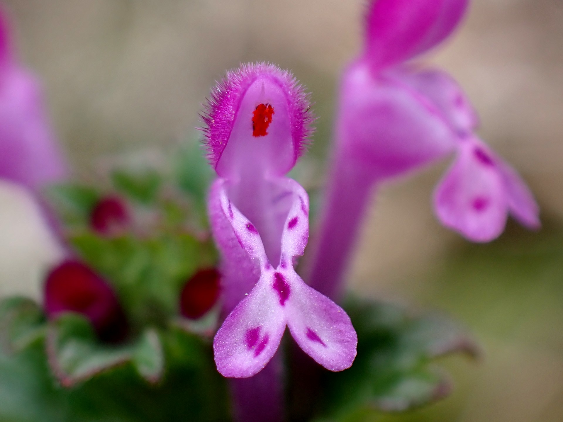 ホトケノザ の高画質写真です。横浜市で、2025年2月20日に撮影したものです。