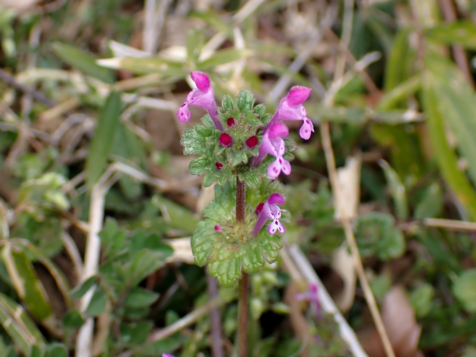 ホトケノザ の高画質写真です。横浜市で、2025年2月20日に撮影したものです。