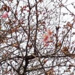 カワズザクラ の高画質写真です。横浜市で、2025年2月21日に撮影したものです。