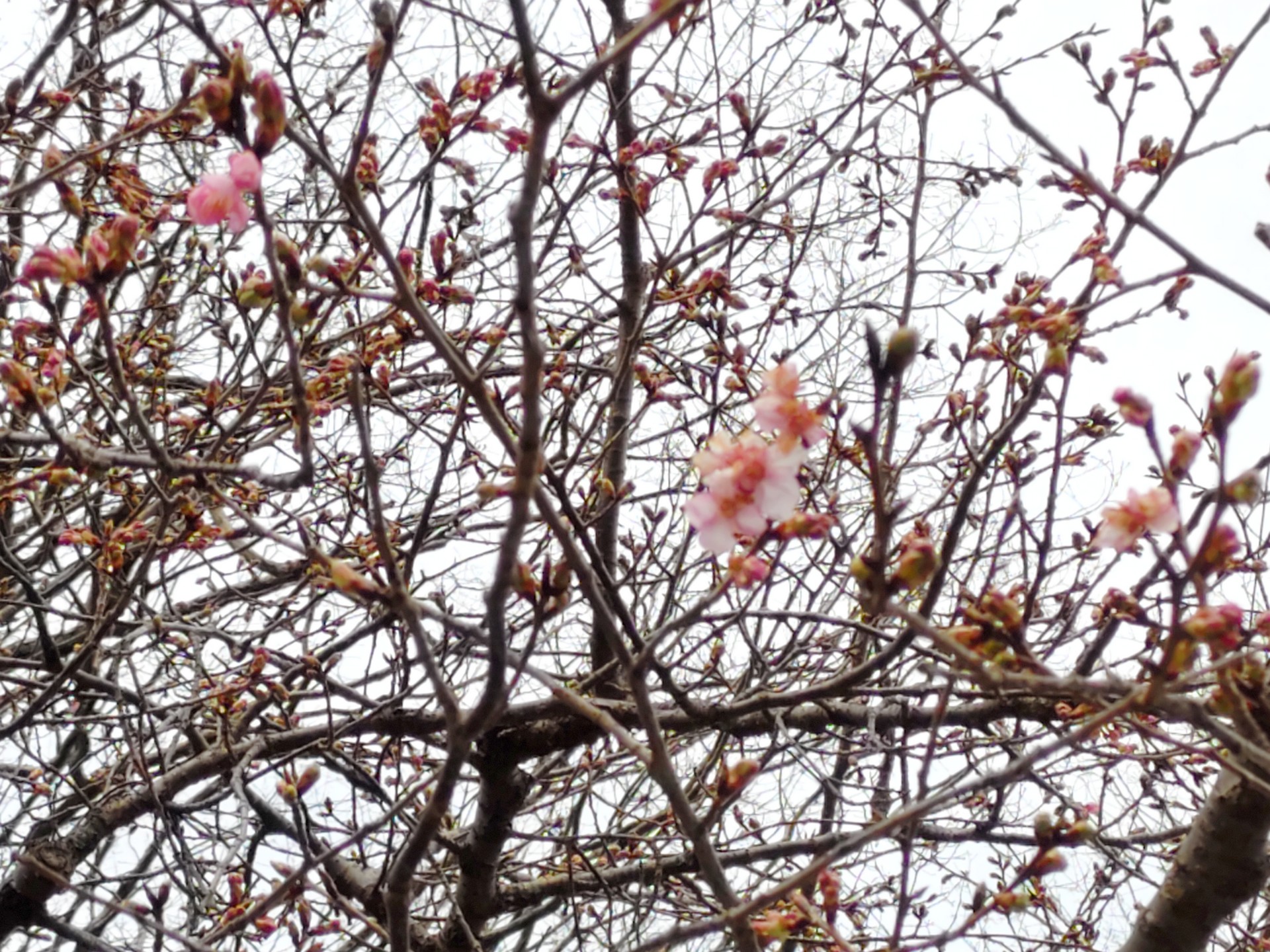 カワズザクラ の高画質写真です。横浜市で、2025年2月21日に撮影したものです。