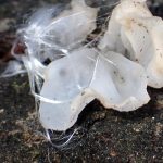 シロキクラゲ とケカビ？ の高画質写真です。横浜市で、2025年2月5日に撮影したものです。