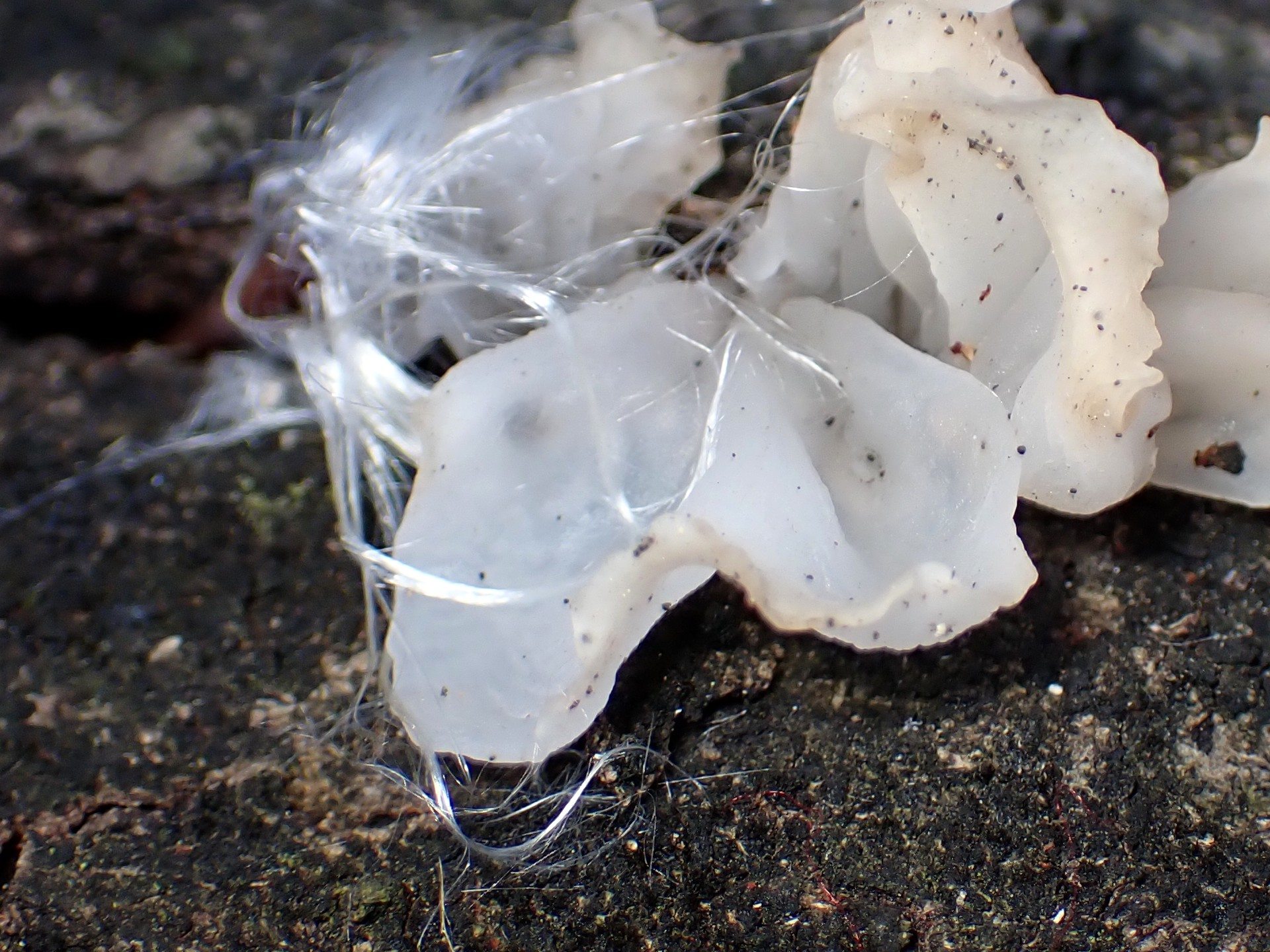 シロキクラゲ とケカビ？ の高画質写真です。横浜市で、2025年2月5日に撮影したものです。