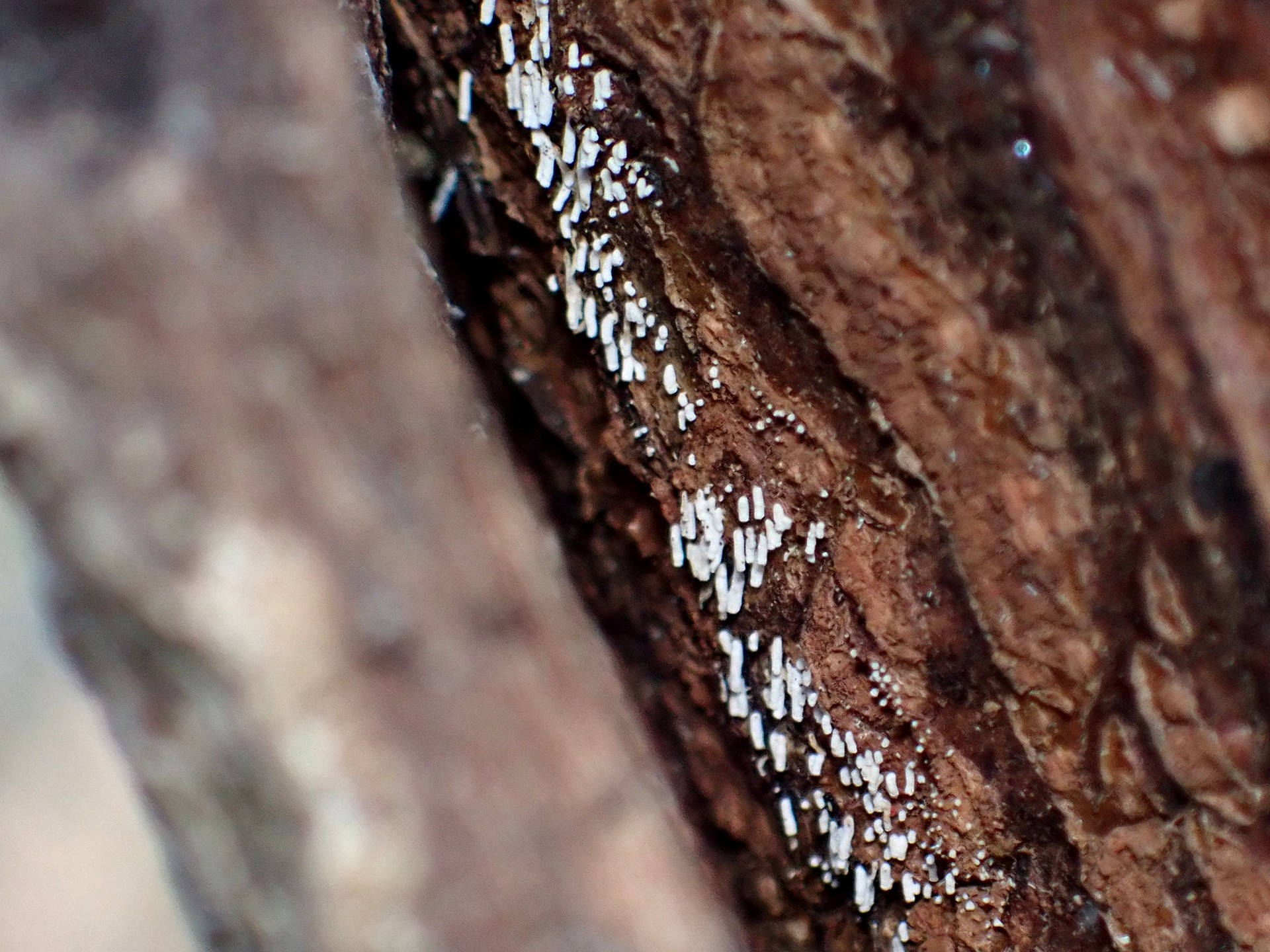 不明菌 の高画質写真です。横浜市で、2025年2月9日に撮影したものです。