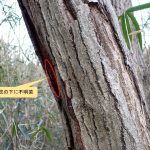 不明菌 の高画質写真です。横浜市で、2025年2月7日に撮影したものです。