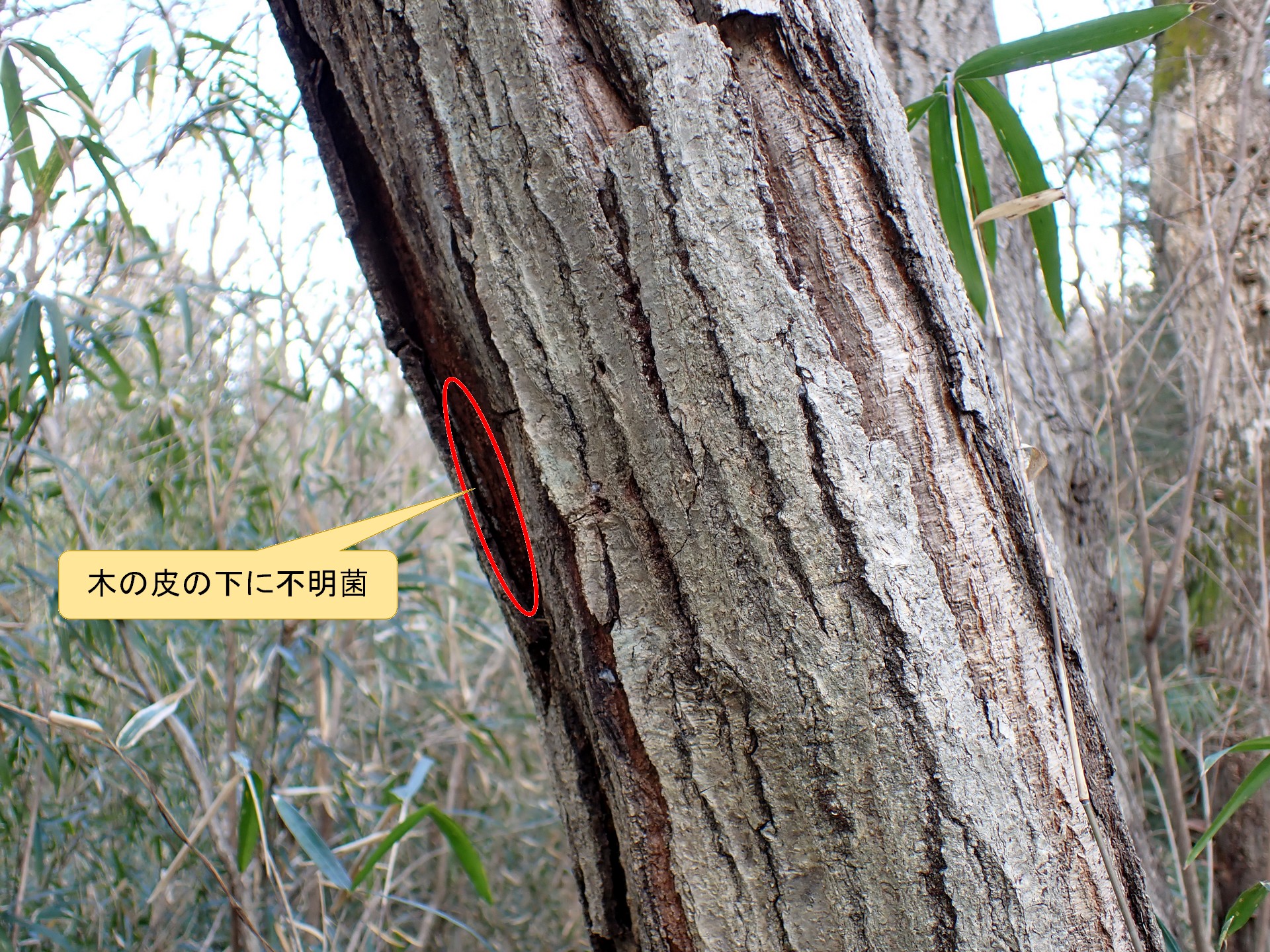 不明菌 の高画質写真です。横浜市で、2025年2月7日に撮影したものです。