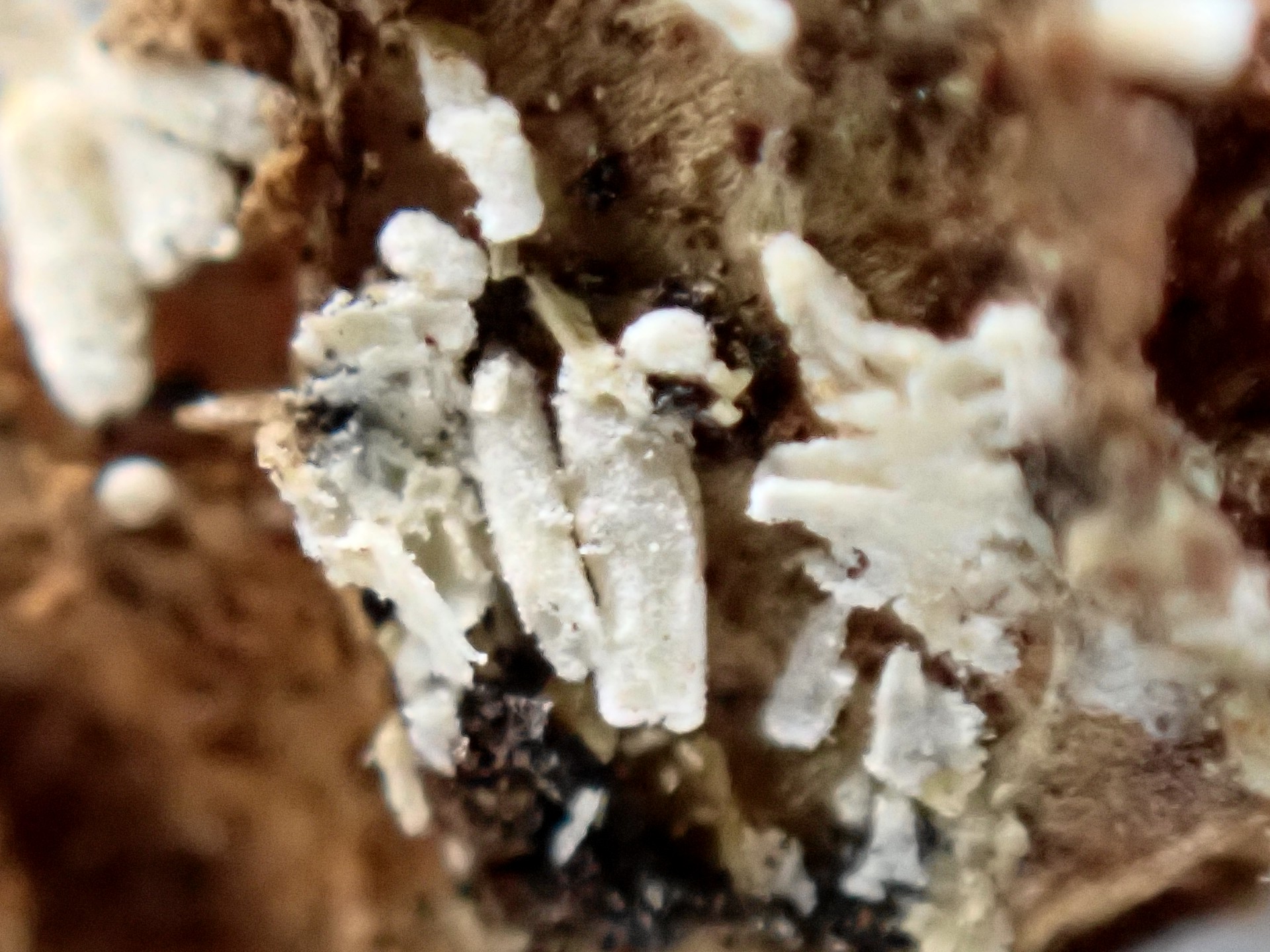 不明菌の拡大 の高画質写真です。横浜市で、2025年2月9日に撮影したものです。