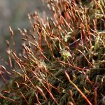 コケ の高画質写真です。横浜市で、2025年2月9日に撮影したものです。