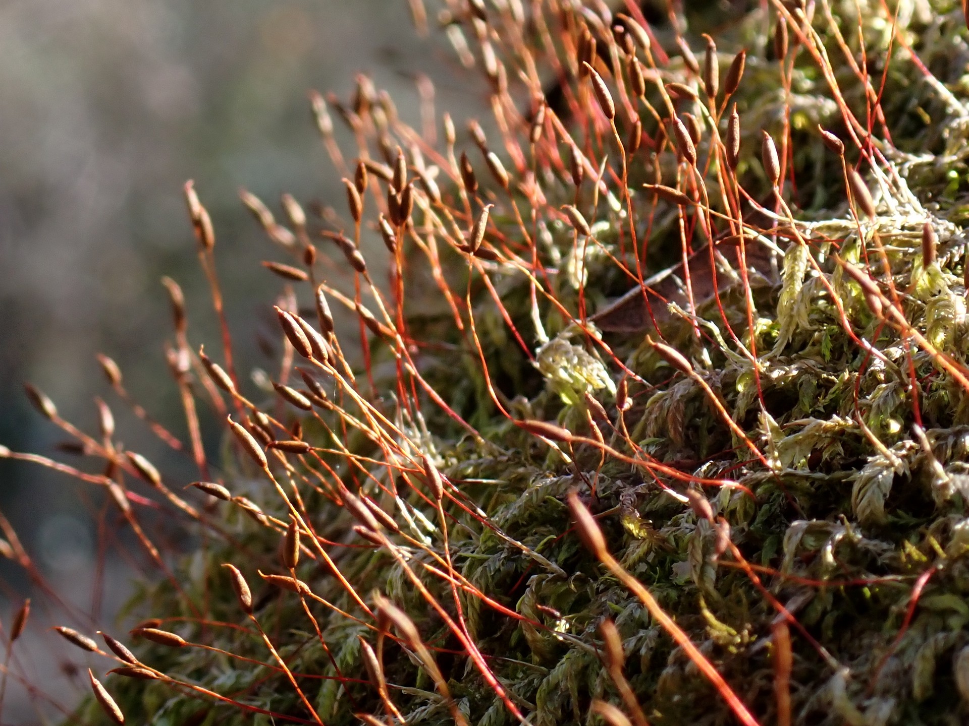 コケ の高画質写真です。横浜市で、2025年2月9日に撮影したものです。