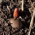 コナラのドングリ の高画質写真です。横浜市で、2025年2月9日に撮影したものです。