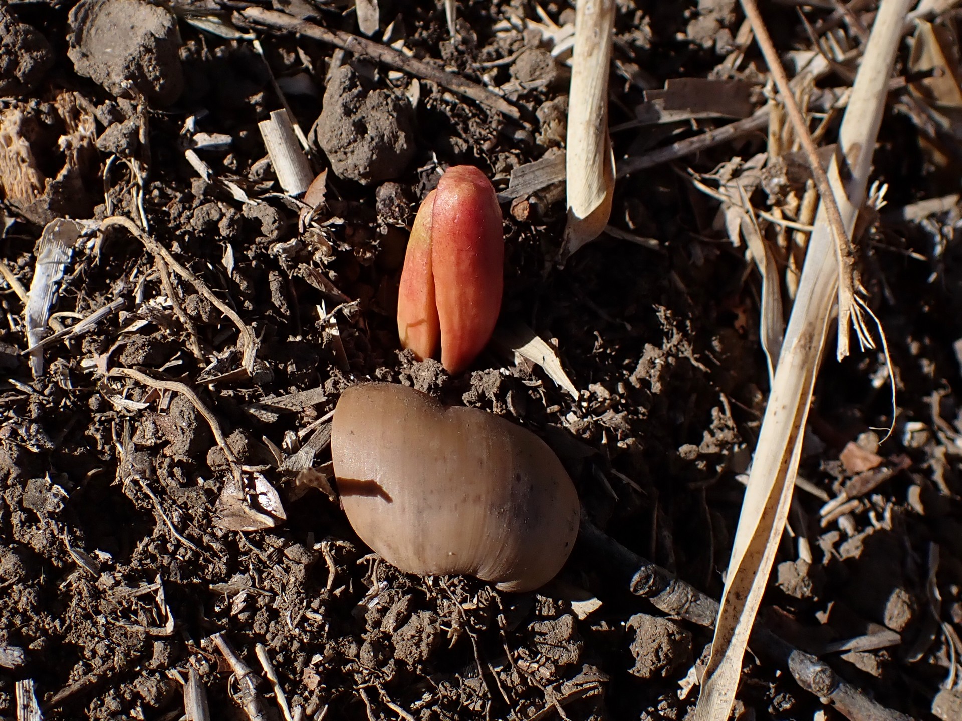 コナラのドングリ の高画質写真です。横浜市で、2025年2月9日に撮影したものです。