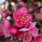 コウバイ の高画質写真です。横浜市で、2025年2月12日に撮影したものです。