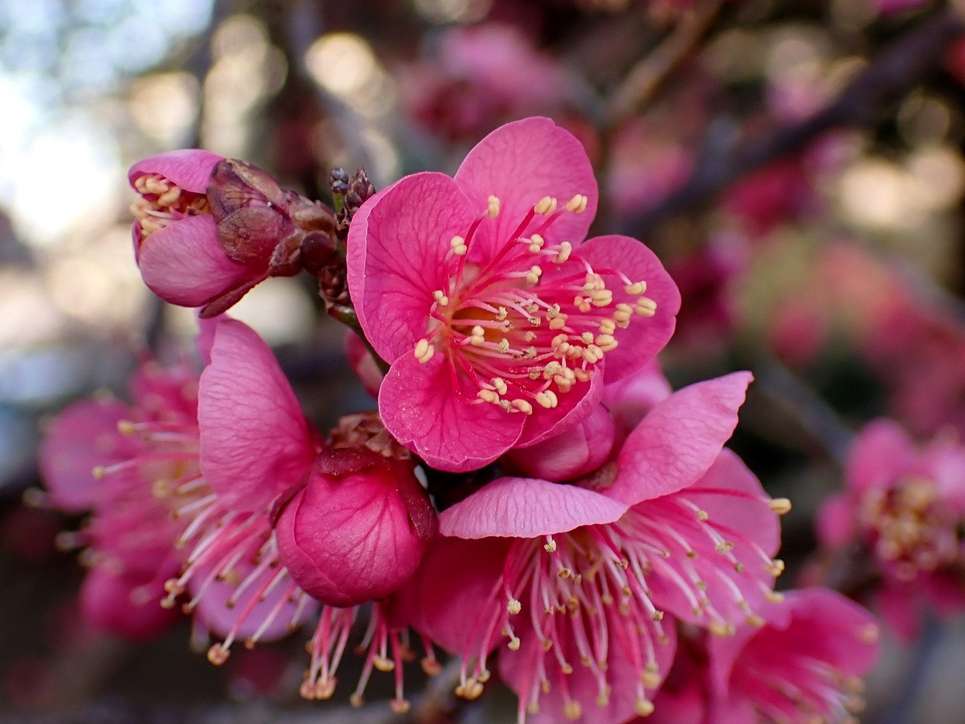 コウバイ の高画質写真です。横浜市で、2025年2月12日に撮影したものです。