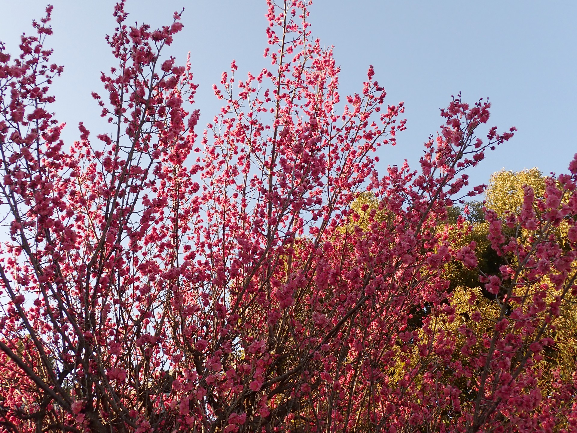 コウバイ の高画質写真です。横浜市で、2025年2月12日に撮影したものです。