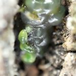 クヌギカメムシの幼虫 の高画質写真です。横浜市で、2025年2月20日に撮影したものです。