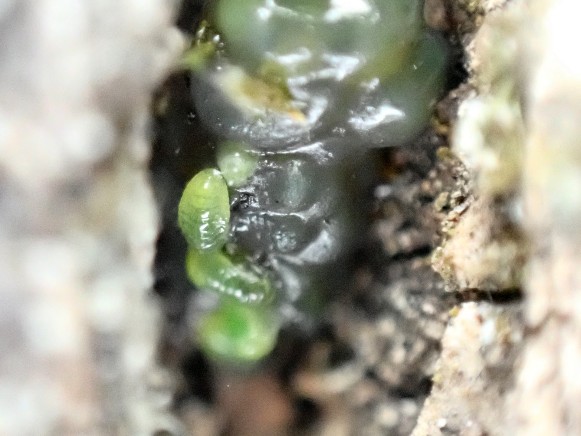 クヌギカメムシの幼虫 の高画質写真です。横浜市で、2025年2月20日に撮影したものです。