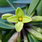 オニシバリ の高画質写真です。横浜市で、2025年2月22日に撮影したものです。