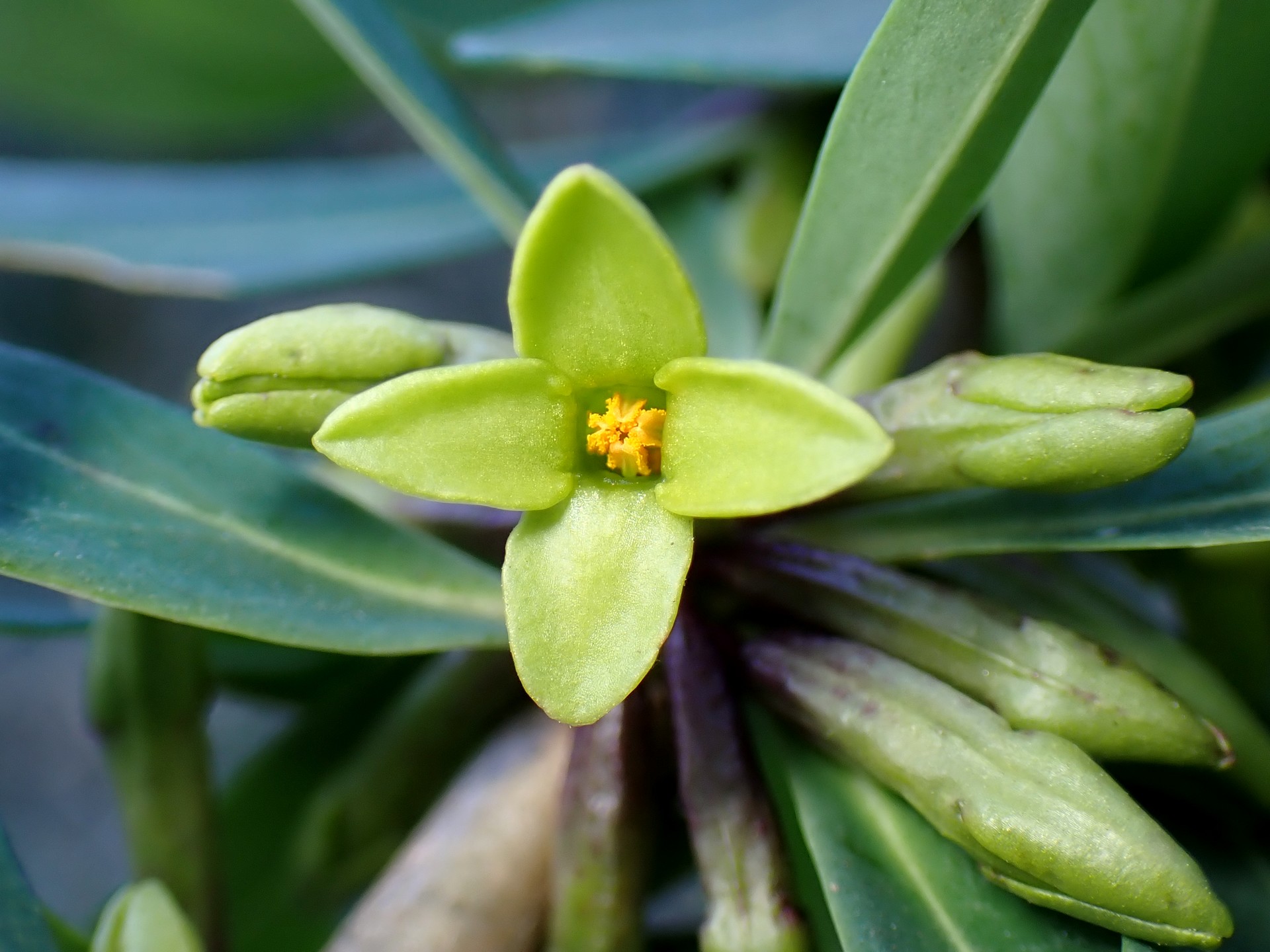 オニシバリ の高画質写真です。横浜市で、2025年2月22日に撮影したものです。
