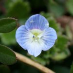 オオイヌノフグリ の高画質写真です。横浜市で、2025年2月7日に撮影したものです。