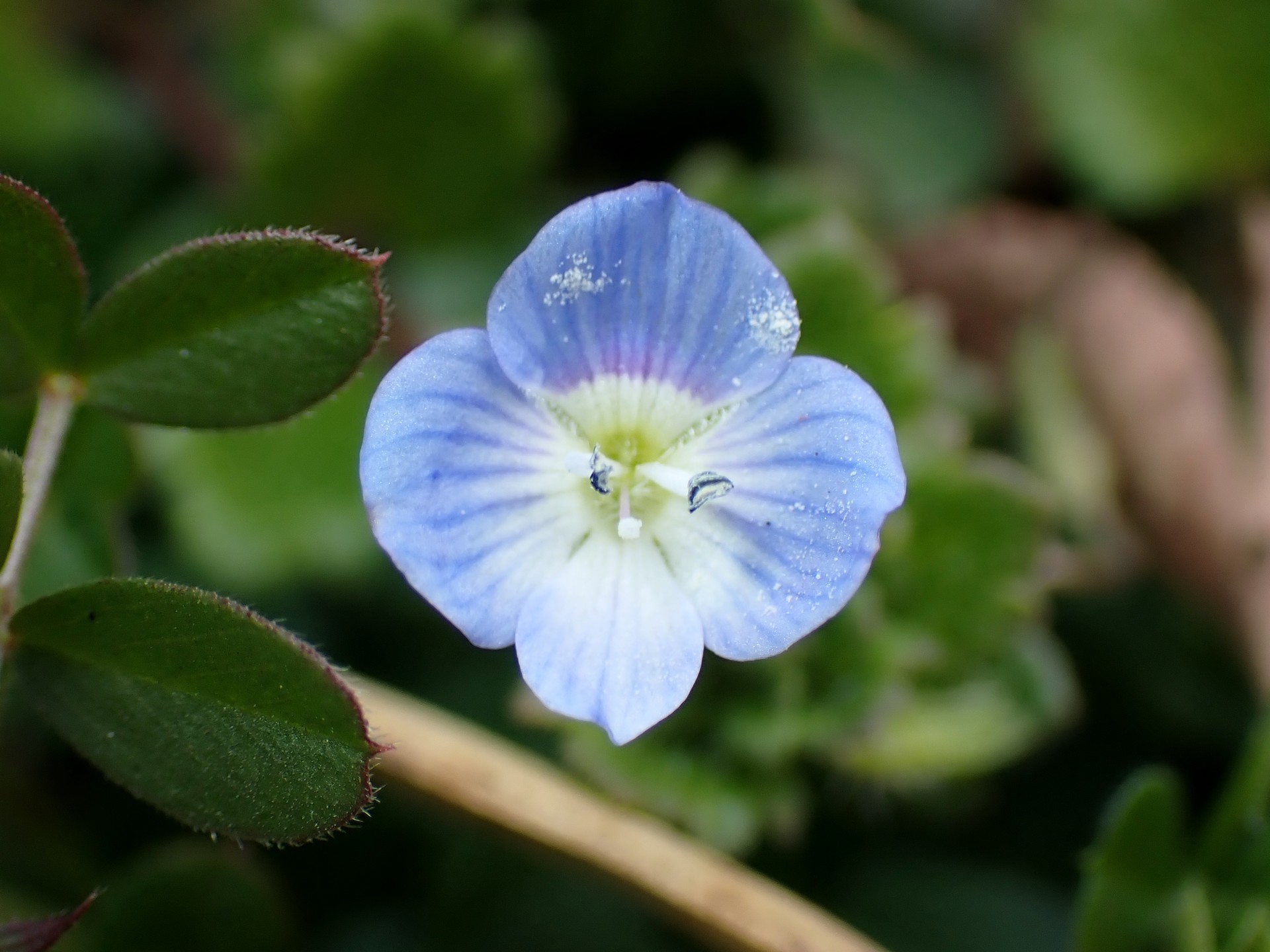 オオイヌノフグリ の高画質写真です。横浜市で、2025年2月7日に撮影したものです。
