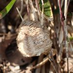 オオカマキリの卵 の高画質写真です。横浜市で、2025年2月15日に撮影したものです。