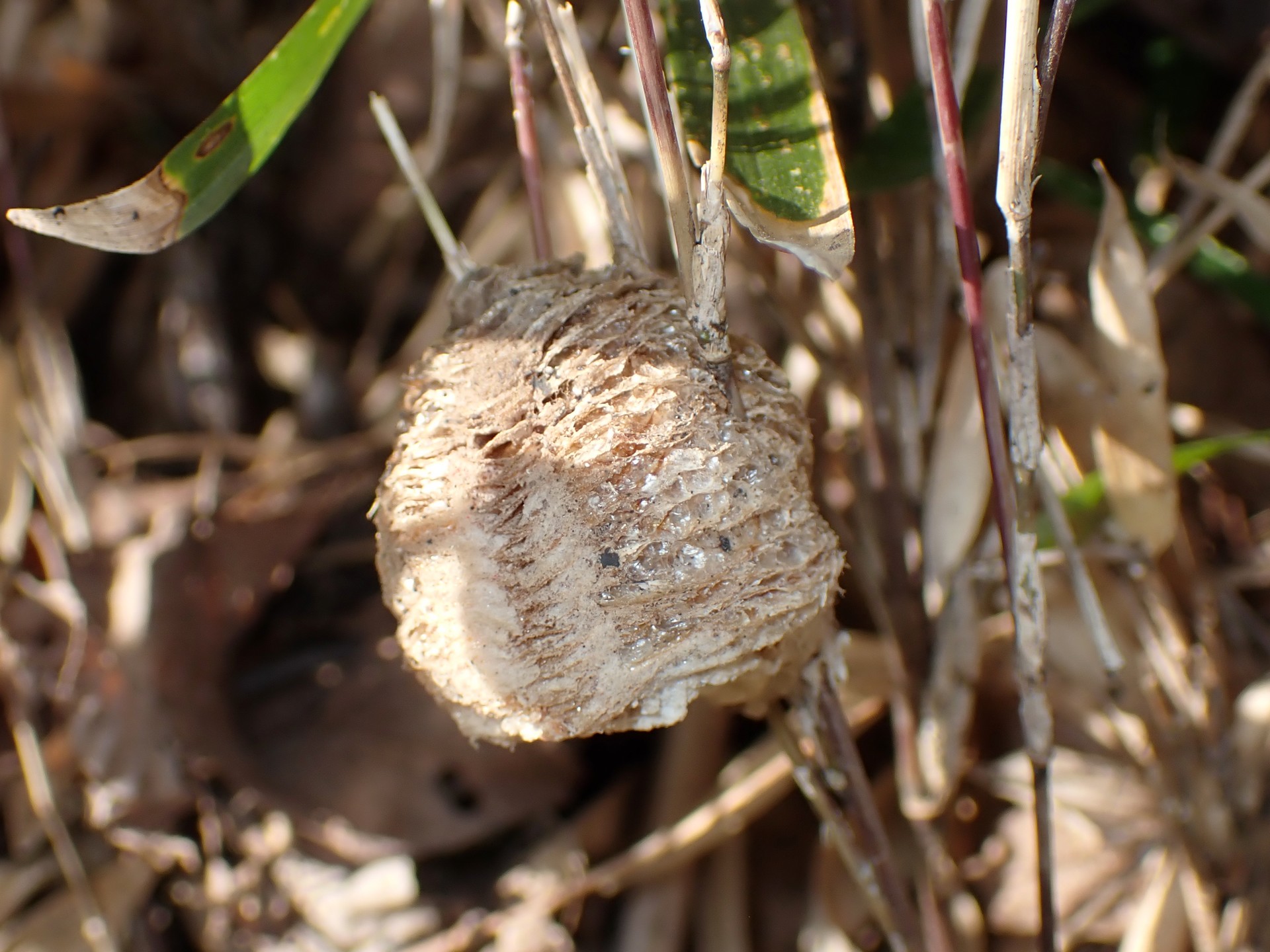 オオカマキリの卵 の高画質写真です。横浜市で、2025年2月15日に撮影したものです。