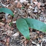 サイハイランの葉 の高画質写真です。横浜市で、2025年2月12日に撮影したものです。