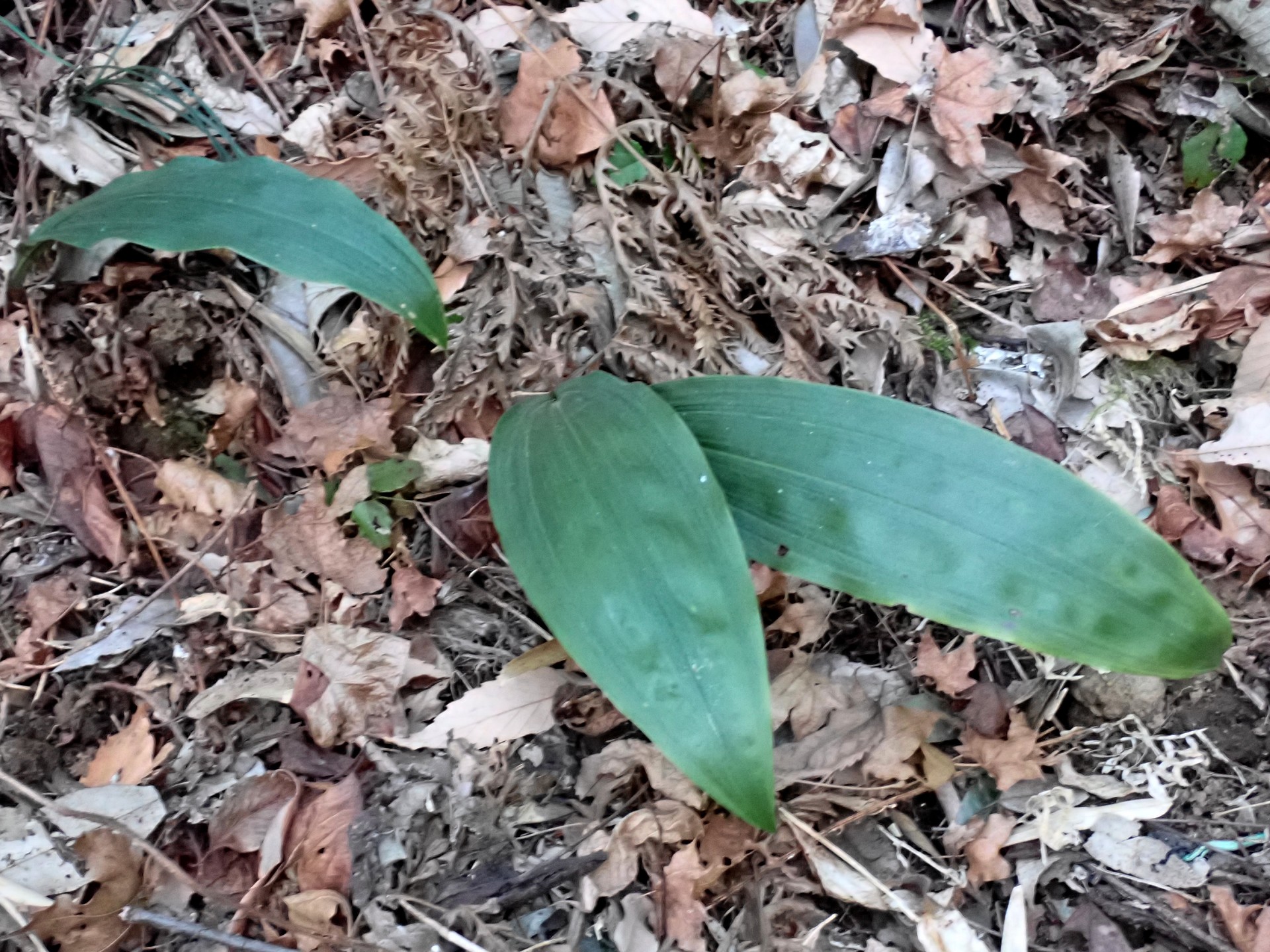 サイハイランの葉 の高画質写真です。横浜市で、2025年2月12日に撮影したものです。