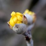 サンシュユ の高画質写真です。横浜市で、2025年2月12日に撮影したものです。