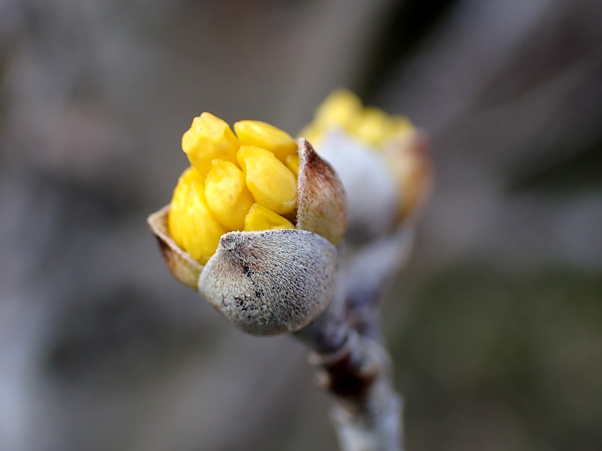 サンシュユ の高画質写真です。横浜市で、2025年2月12日に撮影したものです。