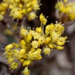 サンシュユ の高画質写真です。横浜市で、2025年2月20日に撮影したものです。