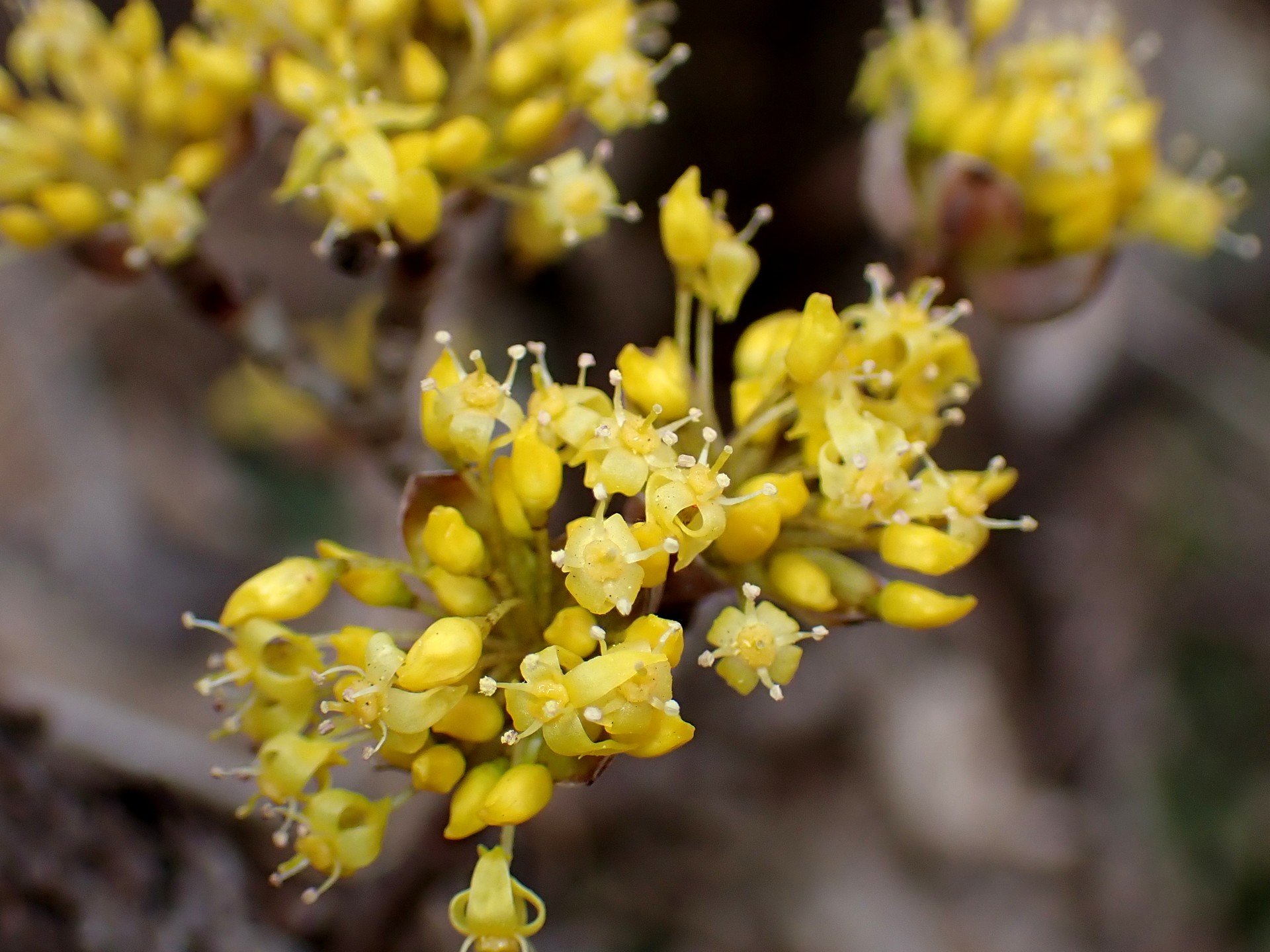 サンシュユ の高画質写真です。横浜市で、2025年2月20日に撮影したものです。