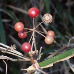 サルトリイバラ の高画質写真です。横浜市で、2025年2月21日に撮影したものです。