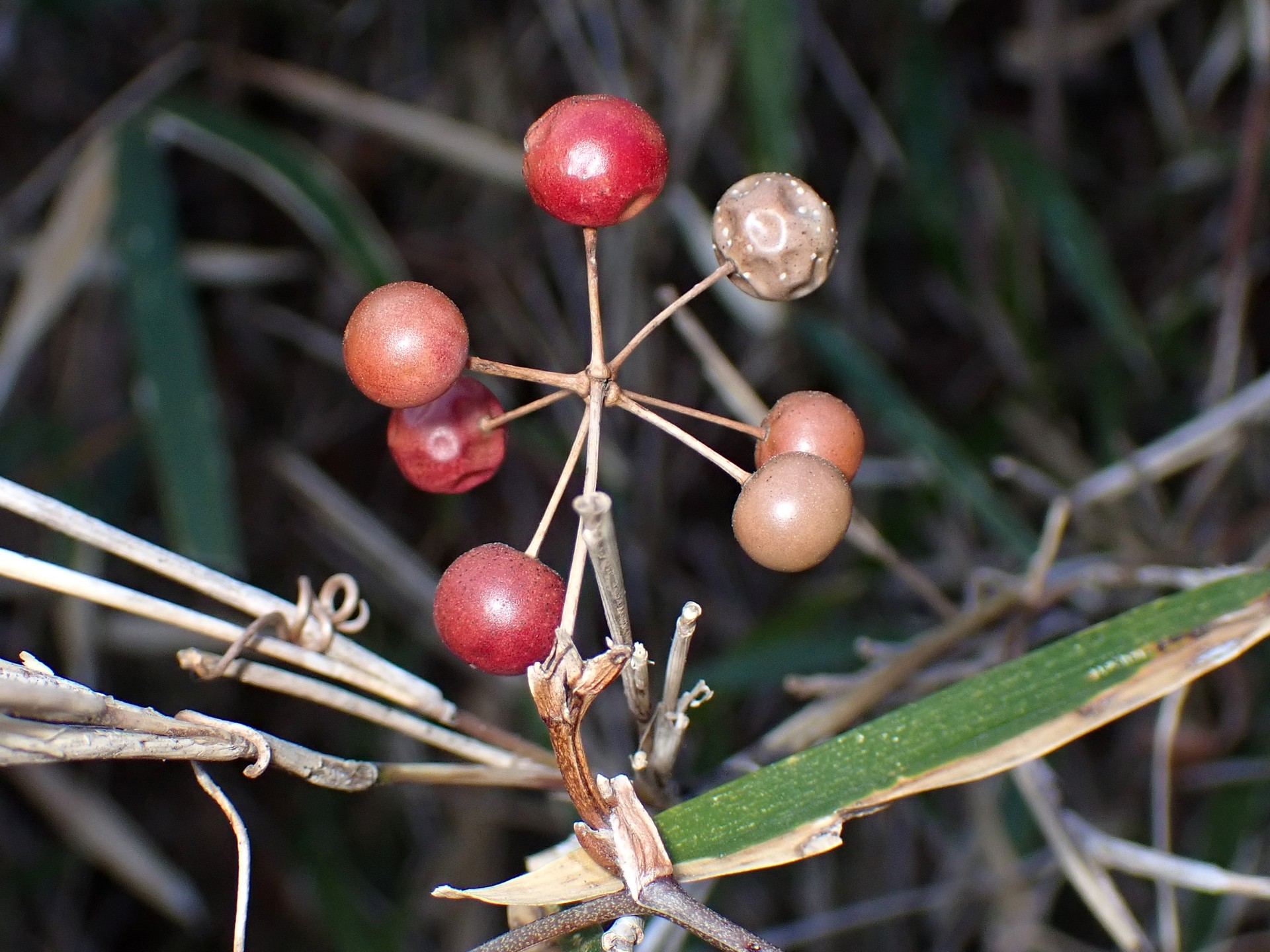サルトリイバラ の高画質写真です。横浜市で、2025年2月21日に撮影したものです。