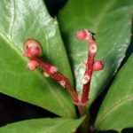 センリョウ の高画質写真です。横浜市で、2025年2月5日に撮影したものです。