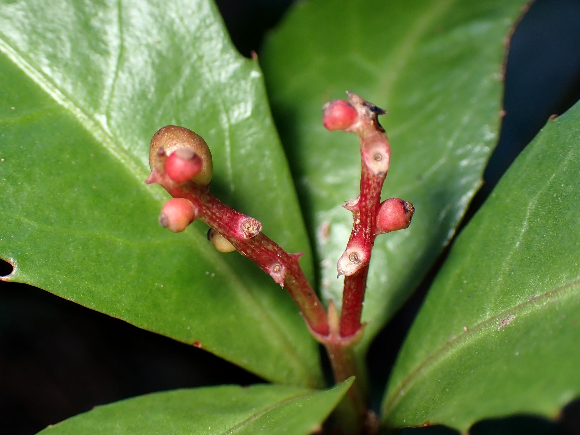 センリョウ の高画質写真です。横浜市で、2025年2月5日に撮影したものです。