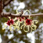 シナマンサク の高画質写真です。横浜市で、2025年2月22日に撮影したものです。