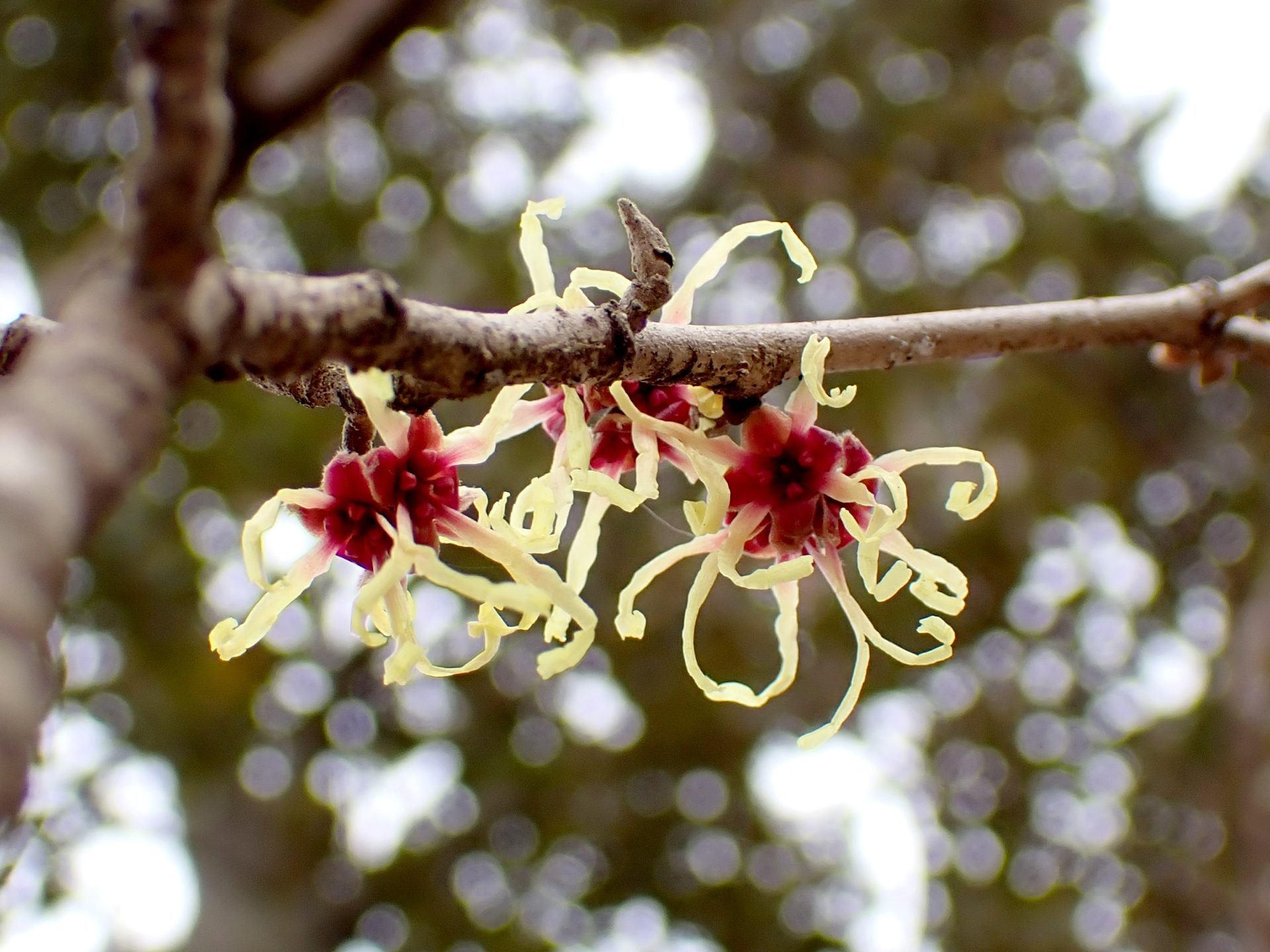 シナマンサク の高画質写真です。横浜市で、2025年2月22日に撮影したものです。