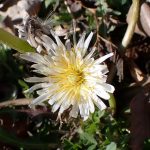 シロバナタンポポ の高画質写真です。横浜市で、2025年2月5日に撮影したものです。