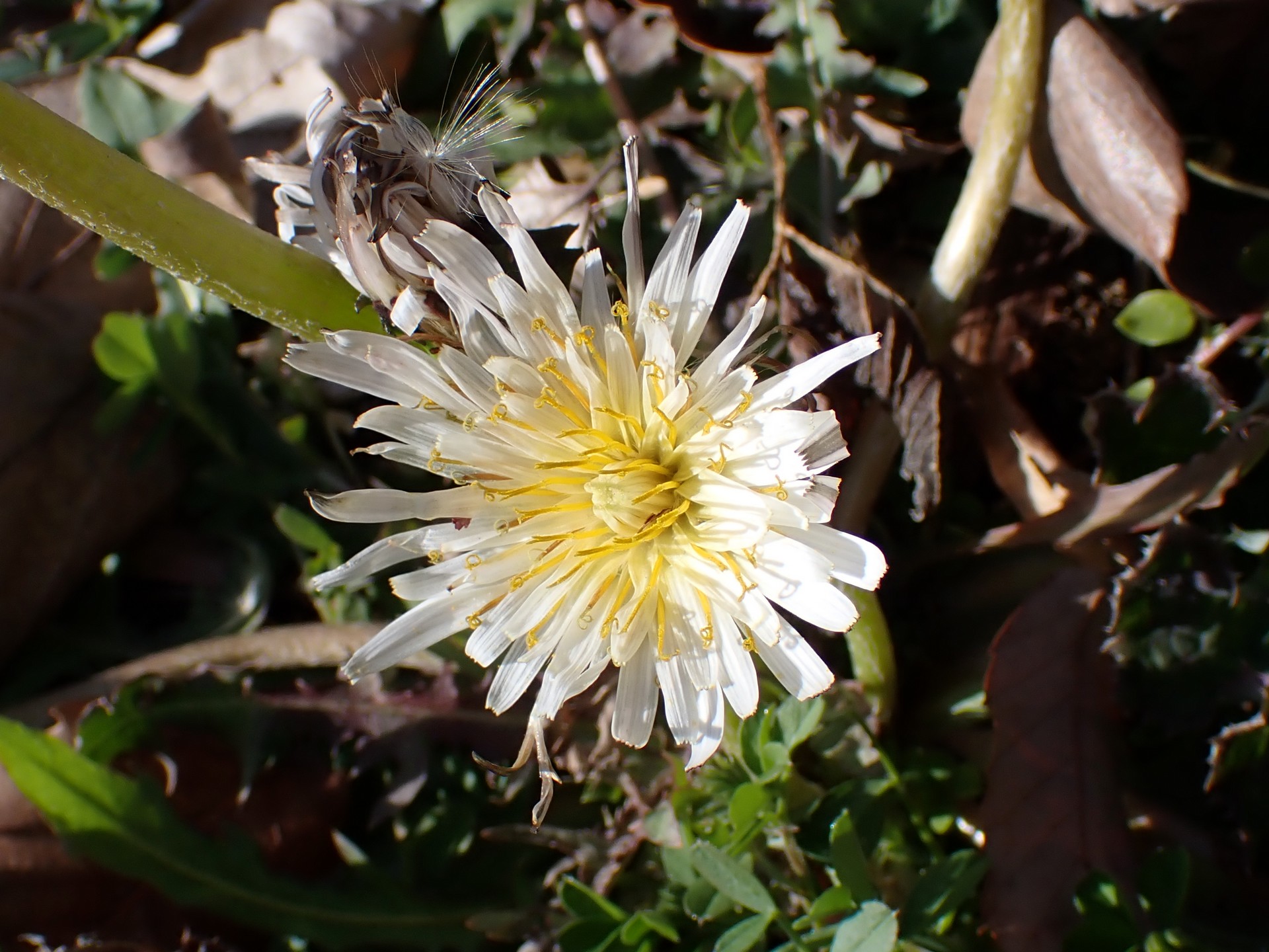 シロバナタンポポ の高画質写真です。横浜市で、2025年2月5日に撮影したものです。