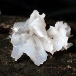 シロキクラゲ の高画質写真です。横浜市で、2025年2月3日に撮影したものです。