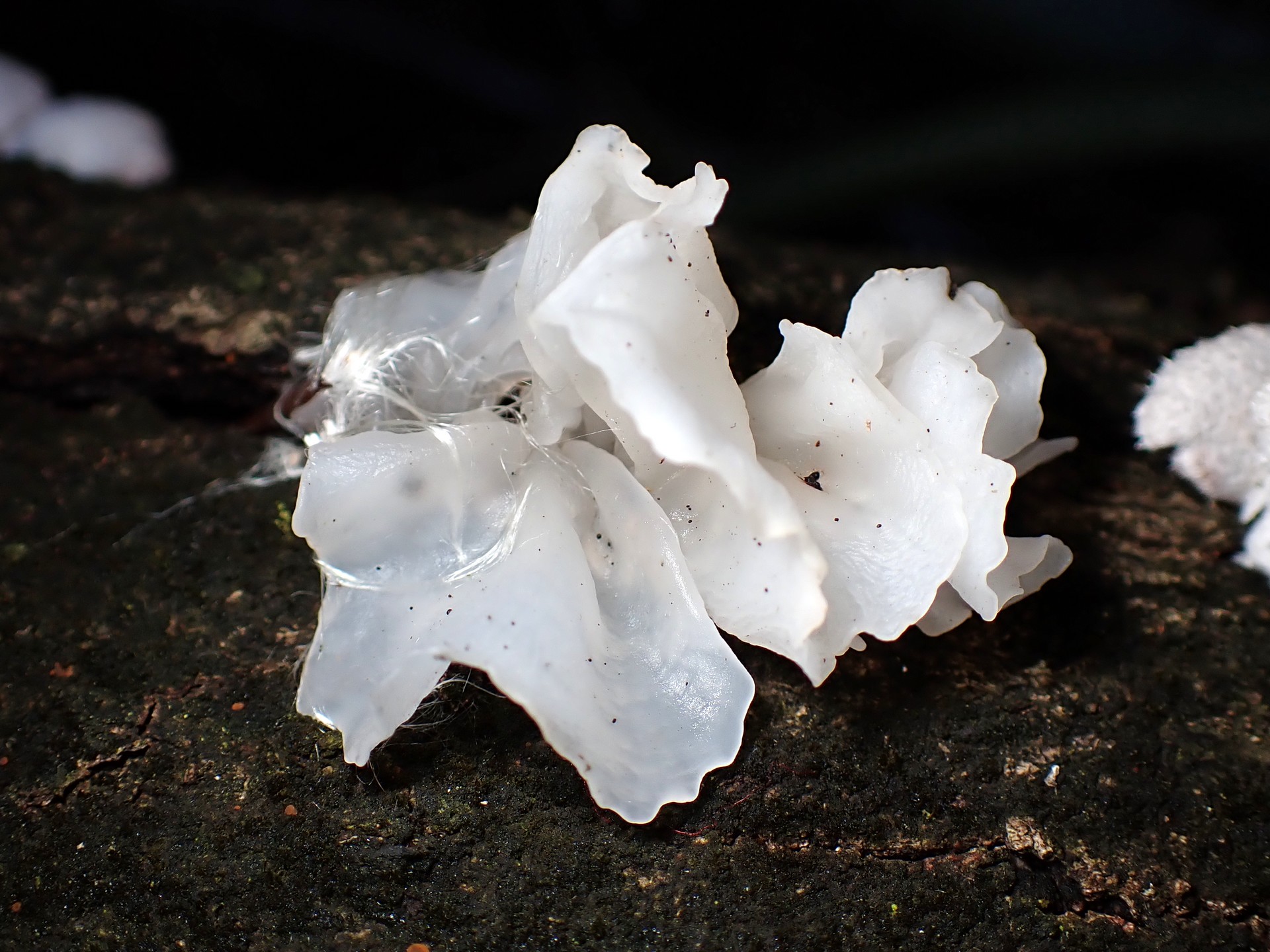 シロキクラゲ の高画質写真です。横浜市で、2025年2月3日に撮影したものです。