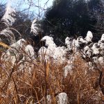 ススキ の高画質写真です。横浜市で、2025年2月9日に撮影したものです。