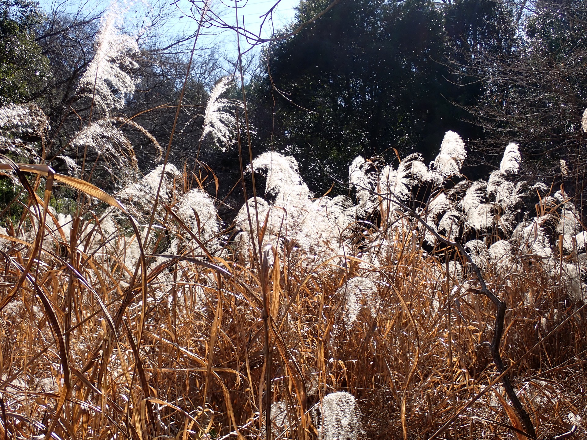 ススキ の高画質写真です。横浜市で、2025年2月9日に撮影したものです。