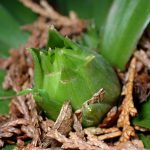 ショウジョウバカマ の高画質写真です。横浜市で、2025年2月14日に撮影したものです。