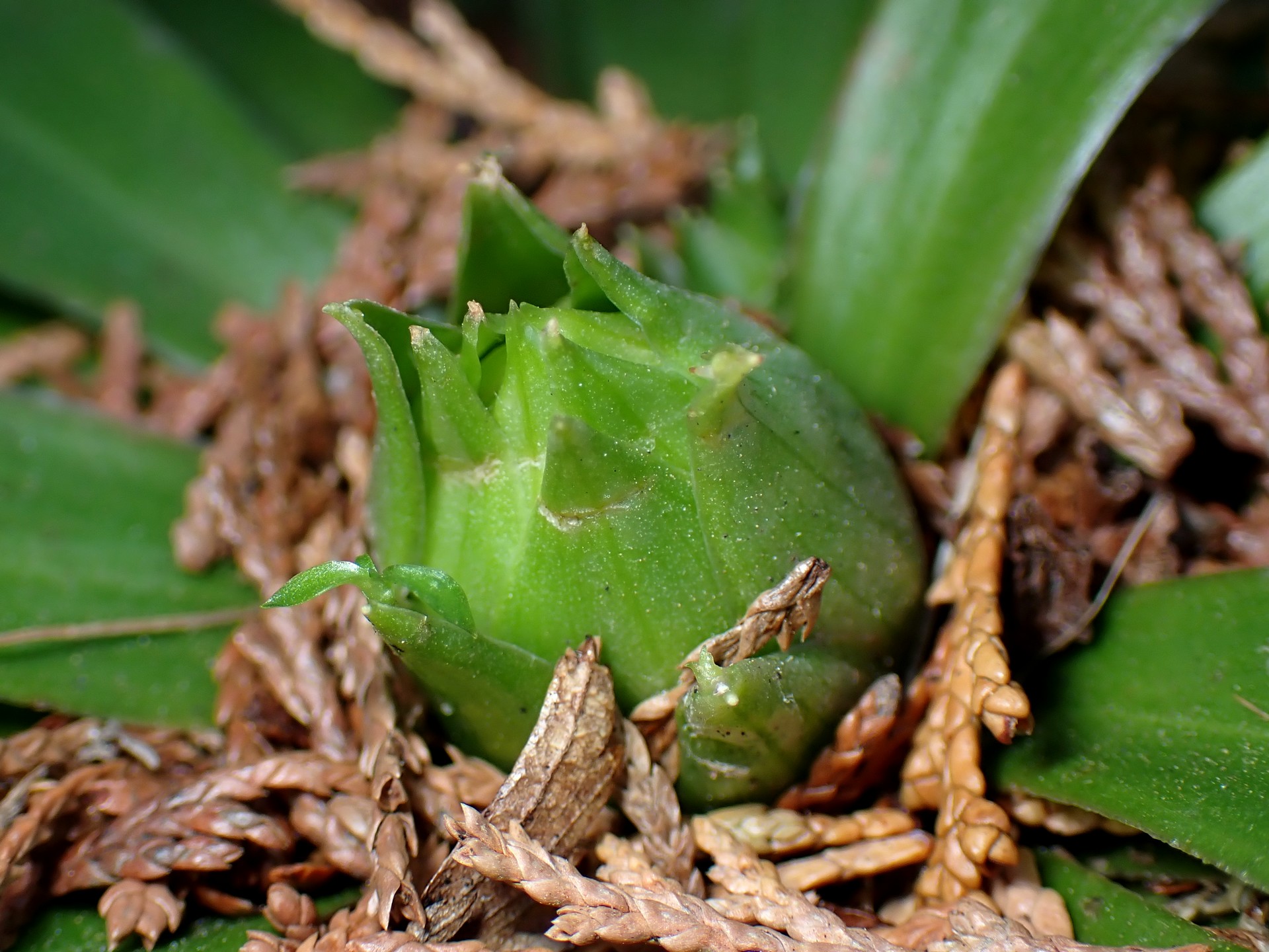 ショウジョウバカマ の高画質写真です。横浜市で、2025年2月14日に撮影したものです。