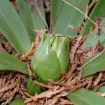 ショウジョウバカマ の高画質写真です。横浜市で、2025年2月20日に撮影したものです。