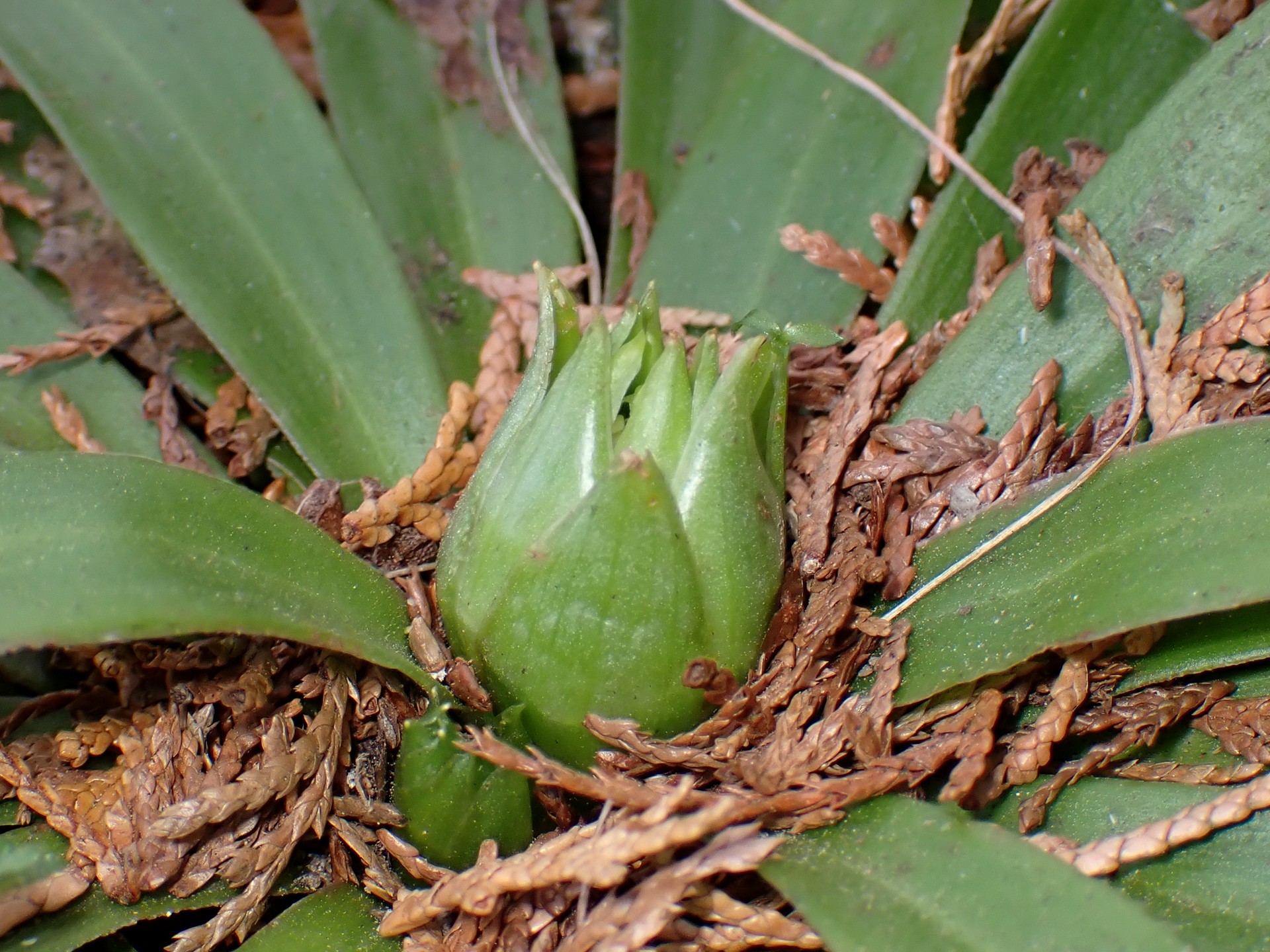 ショウジョウバカマ の高画質写真です。横浜市で、2025年2月20日に撮影したものです。
