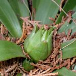 ショウジョウバカマ の高画質写真です。横浜市で、2025年2月23日に撮影したものです。