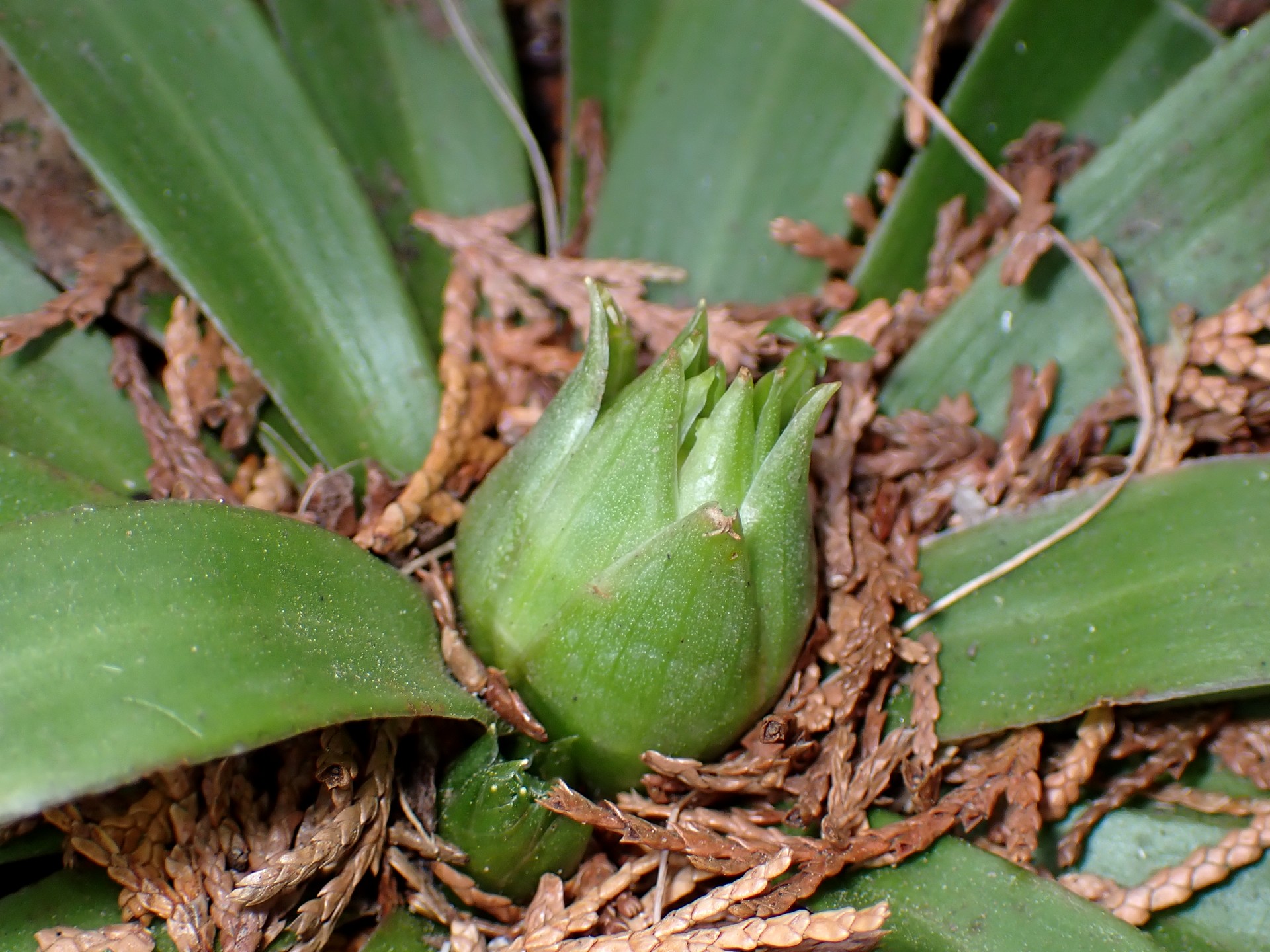 ショウジョウバカマ の高画質写真です。横浜市で、2025年2月23日に撮影したものです。